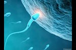 هل الامتناع عن الجماع لبضعة أيام أفضل لجودة الحيوانات المنوية؟