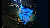 عنكبوت البحر العملاق