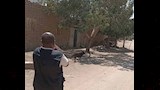 تحصين كلاب الشوارع