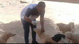 لحماية المواطنين.. 100 حملة لتحصين كلاب الشوارع ضد السعار بأسوان (صور)