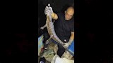 اصطياد تمساح مصرف الحصافة بشبين القناطر