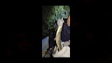 اصطياد تمساح مصرف الحصافة بشبين القناطر