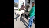 إجراءات مواجهة الكلاب الضالة والتحصين ضد السعار