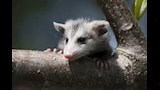 الأبوسوم السهل