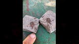 اكتشاف موقع أحفوري نادر  (4)