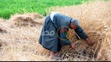 حصاد القمح بالدقهلية