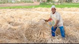 حصاد القمح بالدقهلية