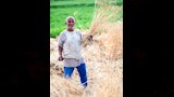 حصاد القمح بالدقهلية (1)