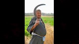 حصاد القمح بالدقهلية 