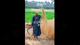 حصاد القمح بالدقهلية 
