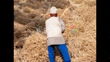 حصاد القمح بالدقهلية (7)