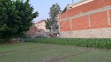زراعات وسط المنازل