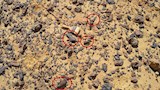 اكتشاف حفرية لأول ديناصور طائر في مصر (3)