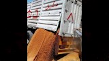 توريد القمح