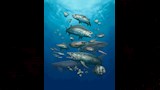 صورة تخيلية للأسماك المكتشف حفرياتها_6