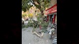 سقوط شجرة عملاقة بالمنيا (1)