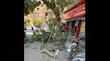 نجاة ركاب ومارة من الموت.. سقوط أجزاء من شجرة عملاقة في المنيا