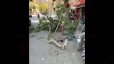 سقوط شجرة عملاقة بالمنيا (2)
