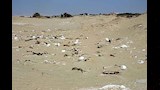 بقايا طيور وهياكل عظمية