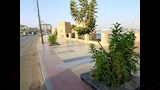 الأشجار الصغيرة لا تقى من حرارة الشمس