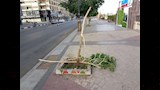 تكسير الأشجار