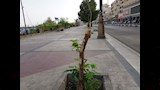 زراعة أشجار صغيرة