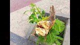 قطع الأشجار الكبيرة بأسوان