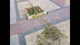 قطع وتكسير الأشجار
