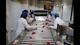 أول خط إنتاج للطماطم المقشرة في مصر (1)