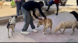  أسيوط الجديدة تحصّن 150 كلبًا حرًا ضمن حملة لمكافحة السعار (صور)