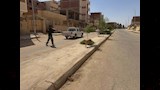 تحصين 150 كلبًا حرًا بأسيوط الجديدة 