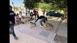 تحصين 150 كلبًا حرًا بأسيوط الجديدة (5)