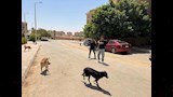 تحصين 150 كلبًا حرًا بأسيوط الجديدة (7)