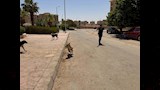 تحصين 150 كلبًا حرًا بأسيوط الجديدة (2)