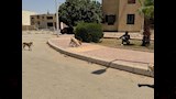تحصين 150 كلبًا حرًا بأسيوط الجديدة (8)