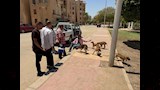 تحصين 150 كلبًا حرًا بأسيوط الجديدة (11)