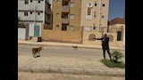 تحصين 150 كلبًا حرًا بأسيوط الجديدة (13)