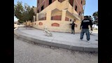 تحصين 150 كلبًا حرًا بأسيوط الجديدة (14)