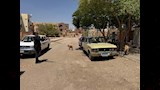 تحصين 150 كلبًا حرًا بأسيوط الجديدة (15)