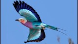 طائر الوروار ذو الصدر الأرجواني