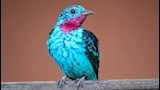 طائر كوتينجا المرصع بالترتر