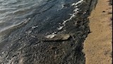 بقعة زيت على شاطئ الجبيل