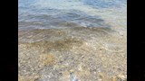 صفاء المياه