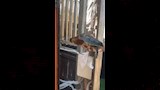 إطلاق سلحفاة نادرة في الإسكندرية بعد عام من العلاج (4)