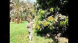 جمع محصول المانجو