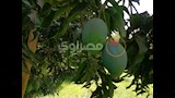 شجرة مانجو مثمرة