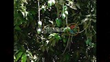 موسم المانجو في أسوان (2)