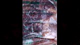ضبط لحوم غير صالحة للاستهلاك الآدمي داخل مصنع بالعبور (2)