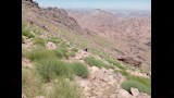 النباتات الطبيعية 