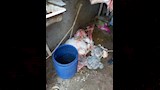 ضبط سلخانة غير مرخصة